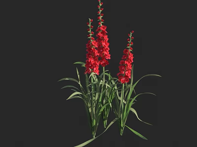 Red Gladiolus Flowers With Green Leaves Growing On Multiple Stems In Dark Background 3d model