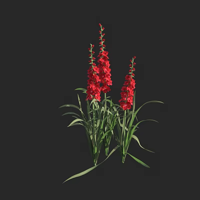 Red Gladiolus Flowers With Green Leaves Growing On Multiple Stems In Dark Background 3d model