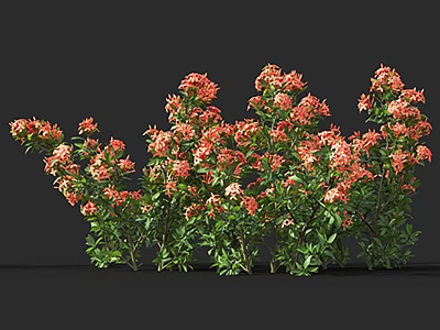 Vibrant Blooming Orange Flowers With Lush Green Leaves In Garden Bush 3d model