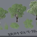 Garden Landscape Featuring Narrow leaved Melaleuca Trees And Green Shrubs