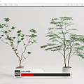Green Leaf Bonsai Potted Plants In White Ceramic Pots For Indoor Decor