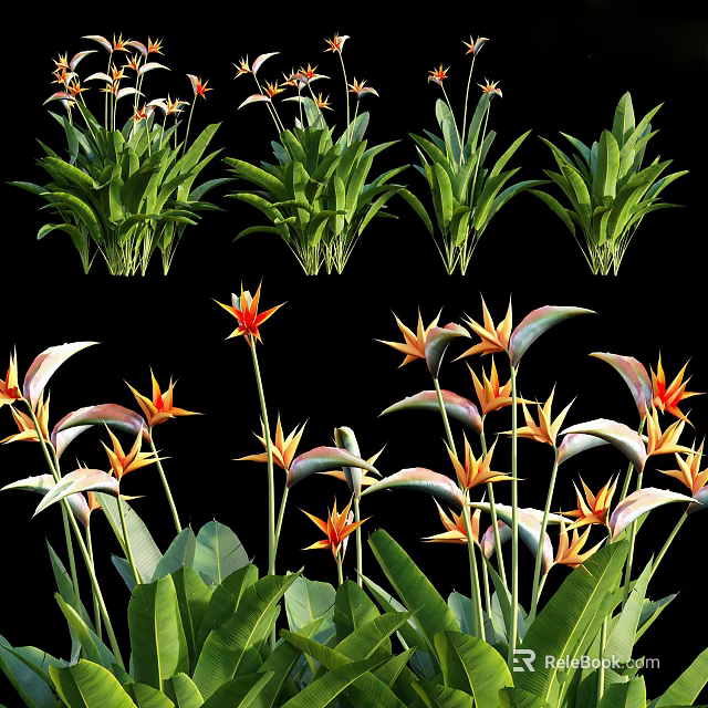 Vibrant Bird of Paradise Flowers With Lush Green Leaves in Tropical Garden 3d model 