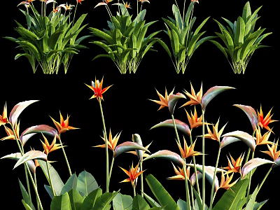 Vibrant Bird of Paradise Flowers With Lush Green Leaves in Tropical Garden 3d model