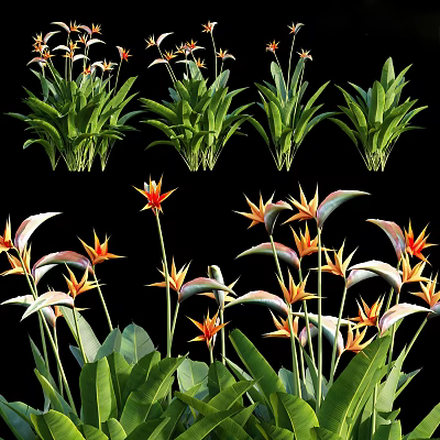 Vibrant Bird of Paradise Flowers With Lush Green Leaves in Tropical Garden 3d model