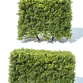 Lush Green Shrubs And Trimmed Hedge For Garden Landscape Decoration