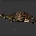 Turtle with patterned shell and red eyes open mouth on black background with reflection