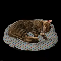 Two Tabby Cats Sleeping Peacefully On Colorful Star Pattern Pet Beds