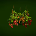 Insects Inside Nepenthes Pitcher Plants With Green Leaves And Red Orange Traps On Green Background