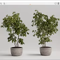 Two Bonsai Potted Plants With Lush Green Leaves And Gray Textured Pots
