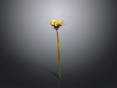 Dandelion Plant With Yellow Flower And Slender Green Stem Against Gray Background 3d model