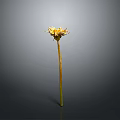 Dandelion Plant With Yellow Flower And Slender Green Stem Against Gray Background