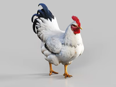 White And Black Rooster With Red Comb Yellow Legs On Gray Background 3d model