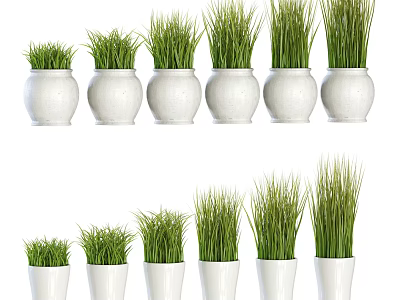Potted Plants With Green Grass In White Pots And Varied Sizes 3d model