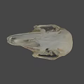 Detailed Animal Skull Anatomical Model With Visible Bone Structure On Dark Background