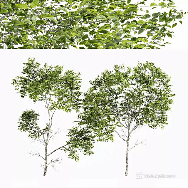 Lush Arbor Trees With Green Foliage And Tall Trunks In Natural Setting 3d model 