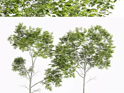 Lush Arbor Trees With Green Foliage And Tall Trunks In Natural Setting 3d model