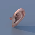 Realistic Human Ear 3D Model With Detailed Texture On Light Blue Background 3d model