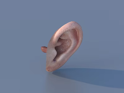 Realistic Human Ear 3D Model With Detailed Texture On Light Blue Background 3d model