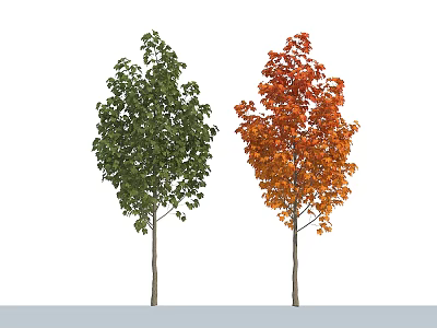 Two Trees With Green Leaves And Orange Red Foliage Standing Side By Side 3d model