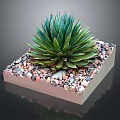 Healthy Green Agave Plant In Square Container With Colorful Pebbles Around Base
