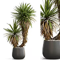 Bonsai Plant With Green And Brown Leaves In Gray Ceramic Pot With Pebbles