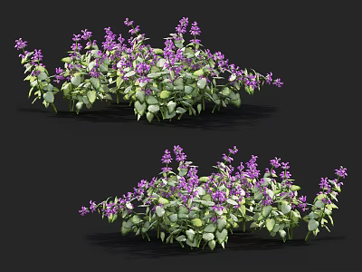 Lush Purple Flowering Plants With Green Leaves In Decorative Garden Clumps 3d model