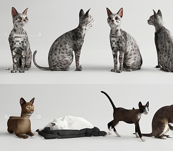 Modern Style Animal Cat 3d model