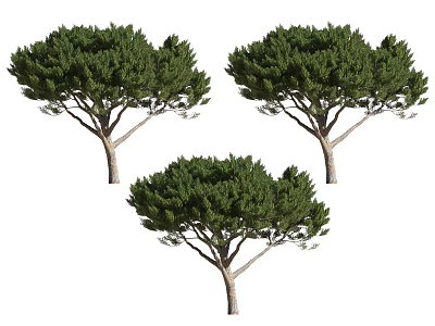 Three Evergreen Arbor Trees With Lush Green Foliage And Wooden Trunks 3d model