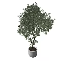 Lush Green Bonsai Plant with Elegant Branches in Modern White Pot for Home Decor