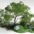 Lush Green Arbor With Dense Foliage Surrounded By Grass Rocks And Shrubs