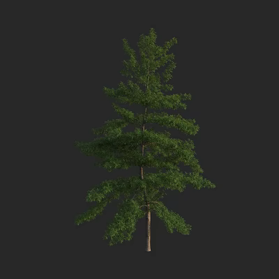 Tall Green Arbor With Lush Foliage And Straight Brown Trunk 3d model