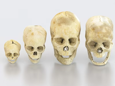 Decorative Skull Ornament Set With Various Sizes For Home Decor 3d model