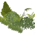 Lush Green Plant Combination with Shrubs Ferns and Conifers for Garden Design