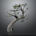 Unique Curved Trunk Tree With Lush Green Foliage Against Dark Background With Reflection