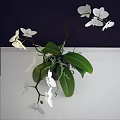 Bonsai Potted Plant With White Orchids Green Leaves And Black Square Pot