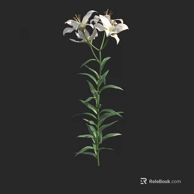 Bonsai Potted Plant With White Lily Flowers Green Stems And Leaves On Black Background 3d model 