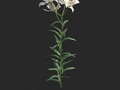 Bonsai Potted Plant With White Lily Flowers Green Stems And Leaves On Black Background 3d model