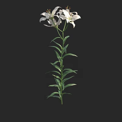 Bonsai Potted Plant With White Lily Flowers Green Stems And Leaves On Black Background 3d model