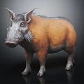 Orange Gray Boar With Large Ears Long Snout Fluffy Fur Standing On Dark Background