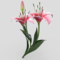Fresh Blooming Pink Lilies with Green Stems Leaves and Unopened Bud