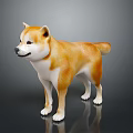 Shiba Inu Brown And White 3D Model Dog Standing On Dark Background With Shiny Coat