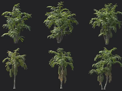 Six Diverse Arbor Trees Showcasing Lush Foliage And Distinct Trunks 3d model