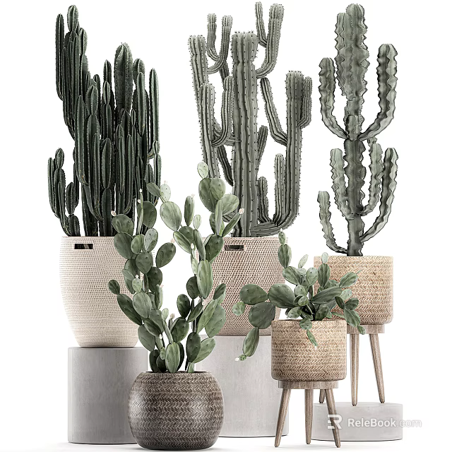 Various Types Of Cactus Potted Plants In Woven And Ceramic Pots With Stools 3d model 