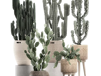 Various Types Of Cactus Potted Plants In Woven And Ceramic Pots With Stools 3d model