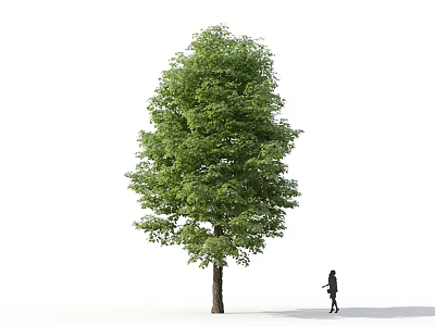 Tall Tree With Lush Green Foliage And Brown Trunk Near Walking Person 3d model