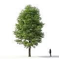 Tall Tree With Lush Green Foliage And Brown Trunk Near Walking Person