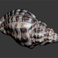 Colorful Conch Shell Decorative Ornament Set With Red Black White Striped Pattern For Home Decor