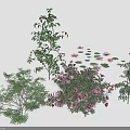 Diverse Garden Plants Featuring Purple Flowering Shrubs Green Trees And Lily Pads