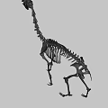 Complete Animal Skeleton Structure in Standing Posture with Gray Background