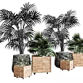 Potted Palm Plants With Wooden Stone Decorated Pots And Wheeled Bases